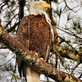 Acadia Wildlife