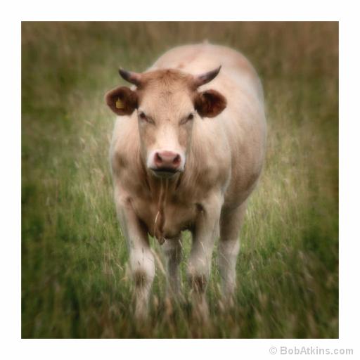 Cow