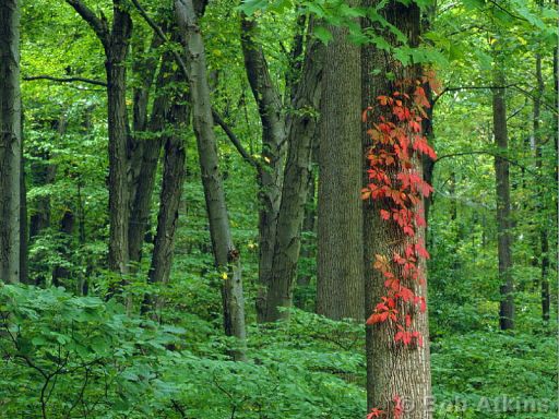 fall_foliage_TEMP0120.JPG   -   Fall foliage, New Jersey