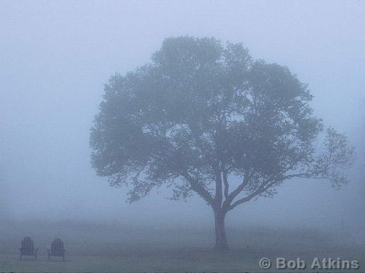 fog_TEMP0482.JPG   -   Lone tree in fog, Acadia National Park, Maine