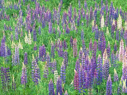 lupins_TEMP0539.JPG   -   Lupins, Acadia National Park, Maine