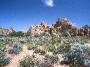 Joshua Tree National Park, California